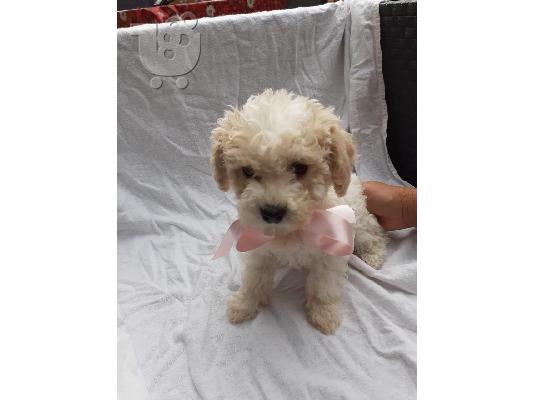 Beuatiful κουτάβι cavachon διαθέσιμη για υιοθεσία